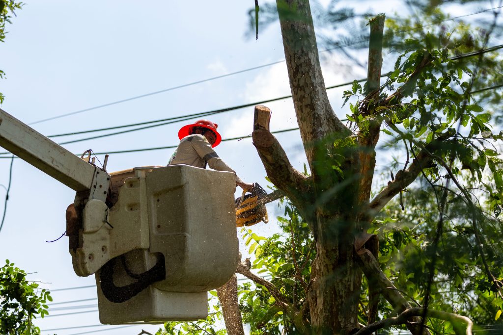A professional in a bucket truck trims a tree by electric lines near a Santa Cruz property.