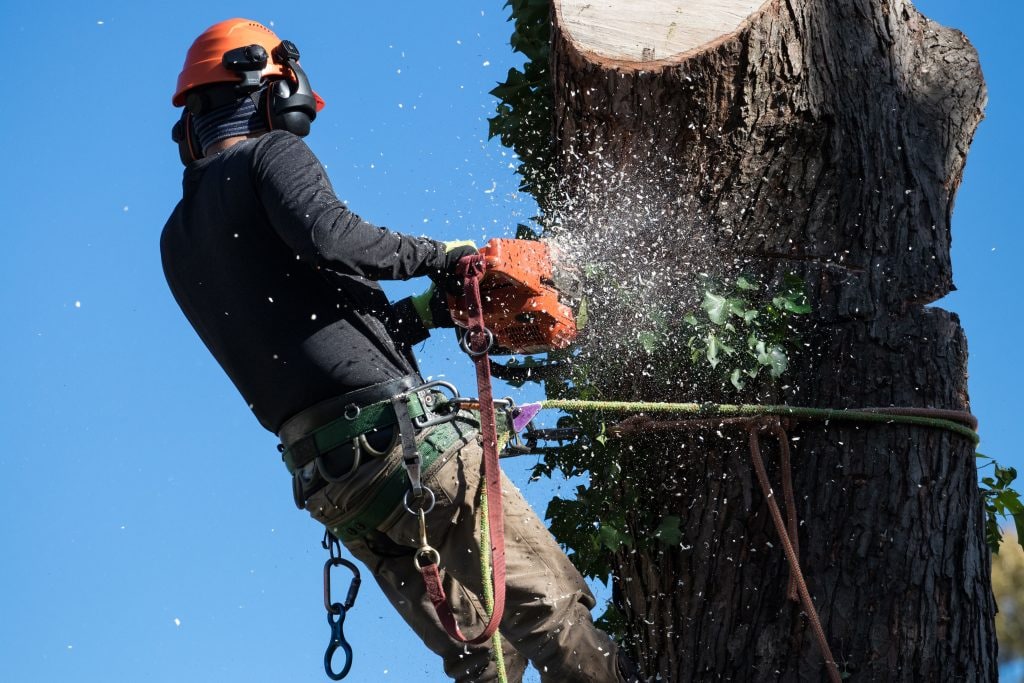 An expert tree removal technician uses a harness safety system while cutting the trunk of a Santa Cruz tree.